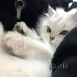 Avatar of Mansoor Ahmed